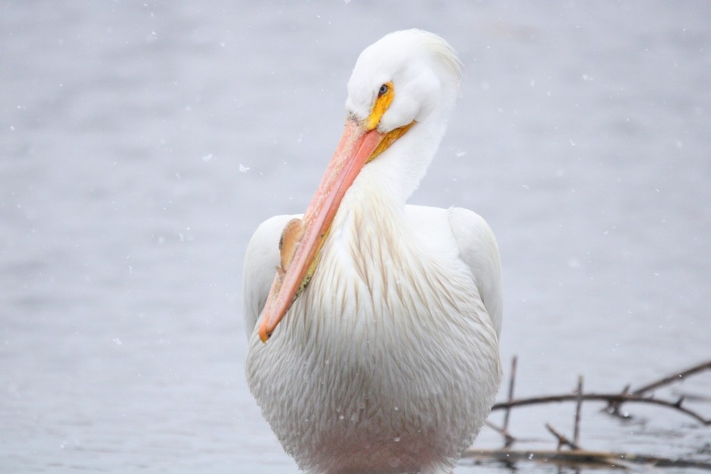 pelikán severoamerický - ML649379999