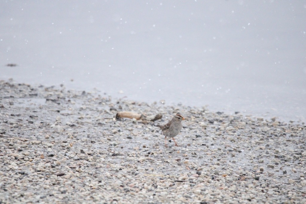 strnadec bělopásý - ML649380001