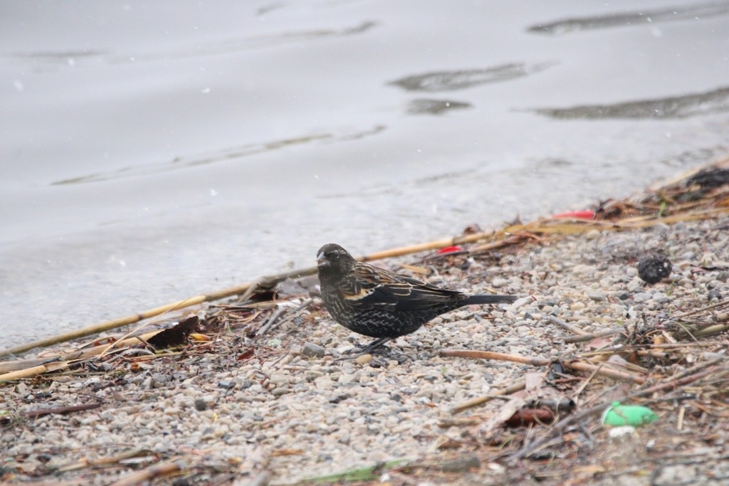 vlhovec červenokřídlý - ML649380003