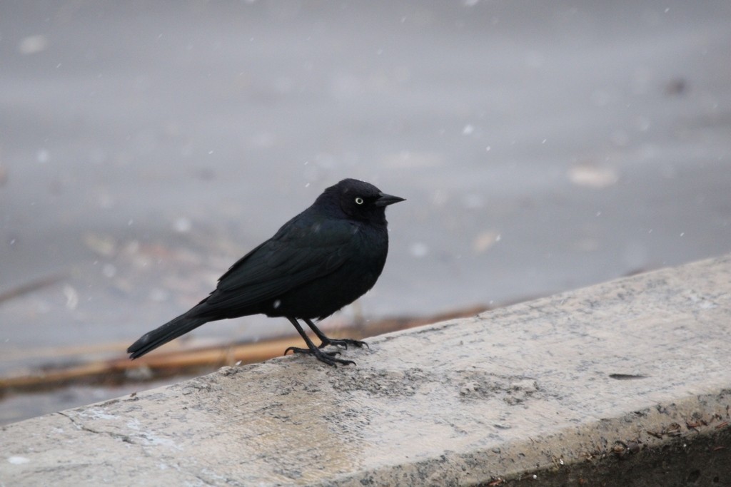 Brewer's Blackbird - ML649380004