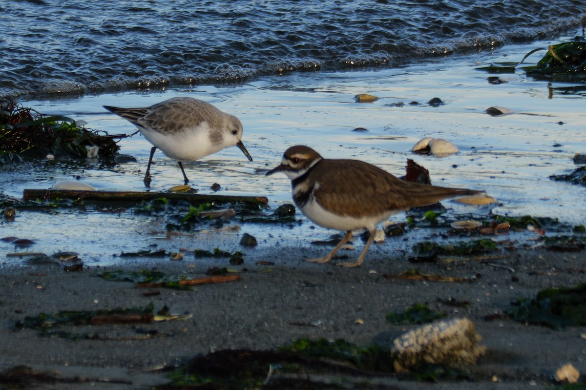 jespák písečný - ML649380068