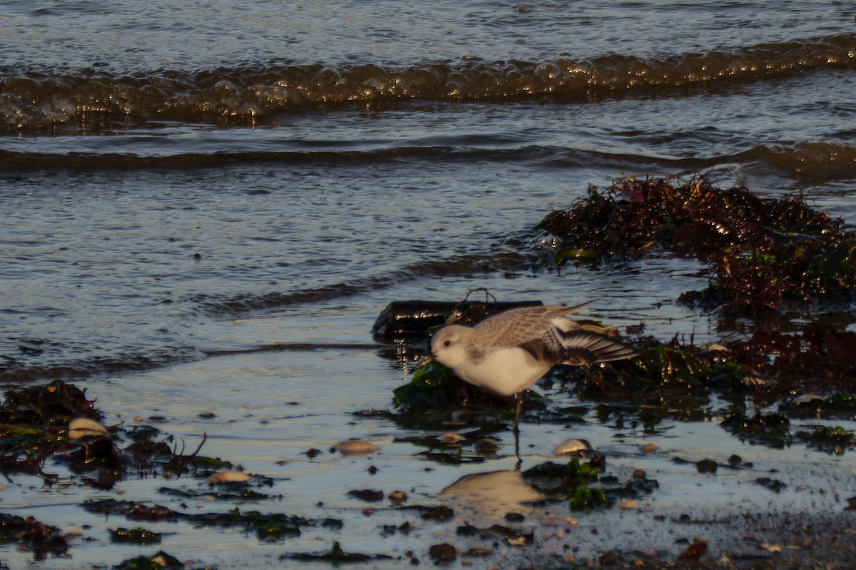 jespák písečný - ML649380069