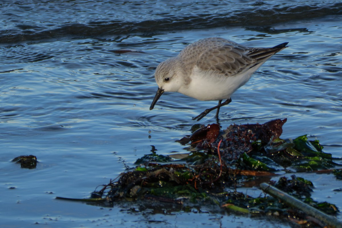 jespák písečný - ML649380070