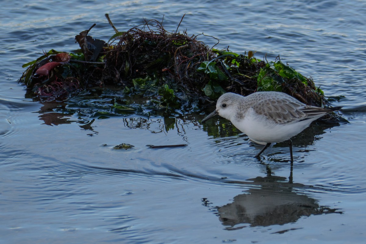 jespák písečný - ML649380071