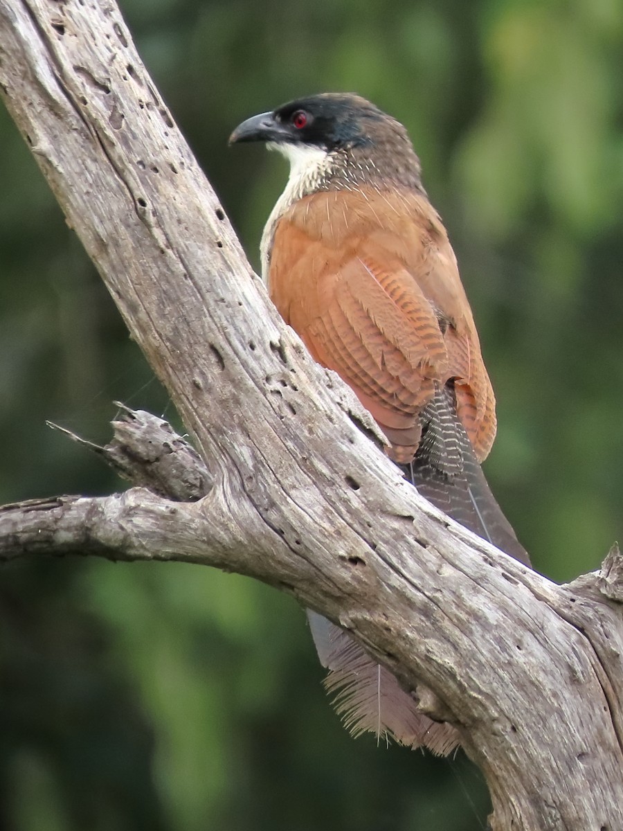 Burchell Kukalı - ML649380080