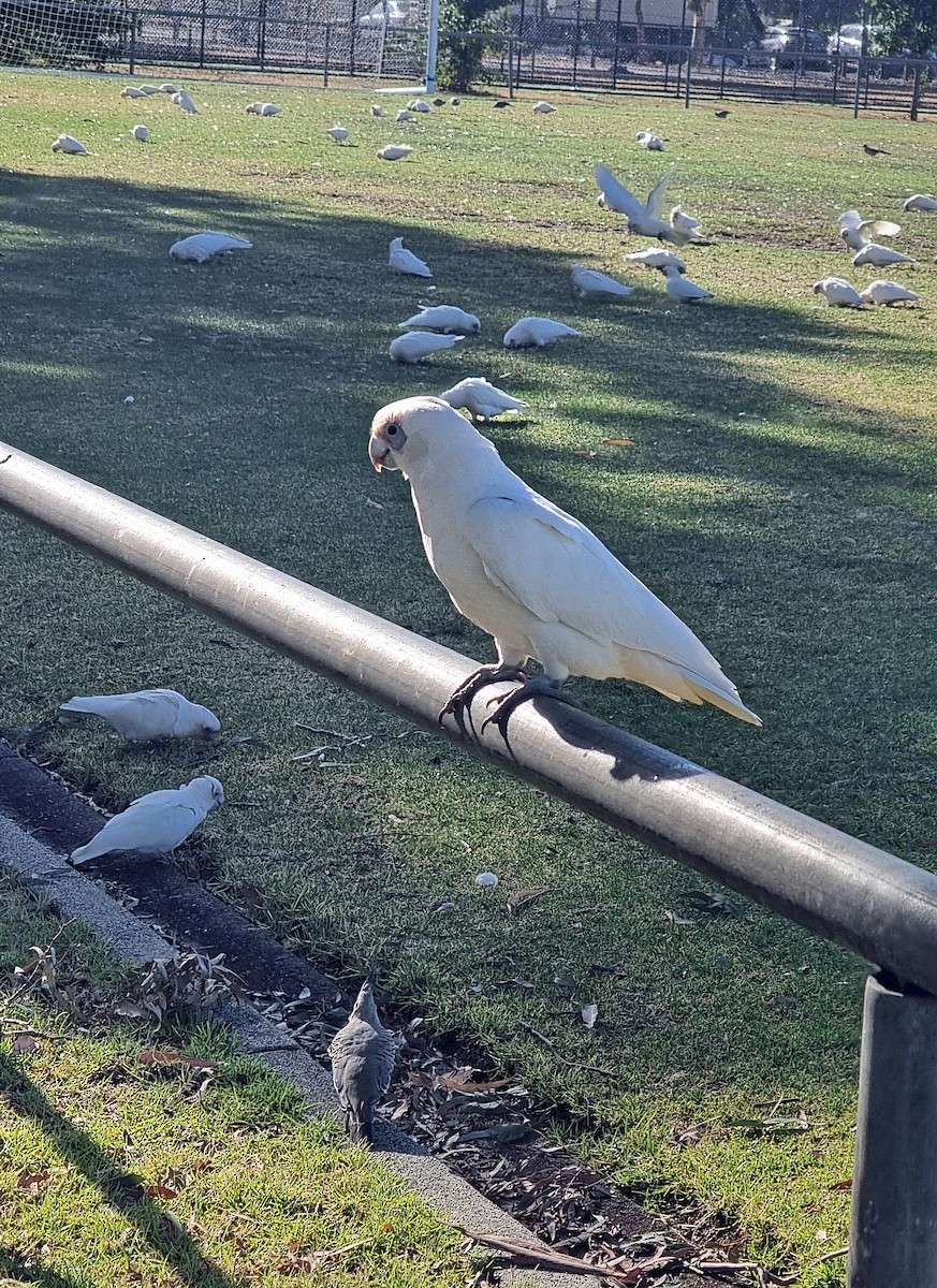Little Corella - ML649380228