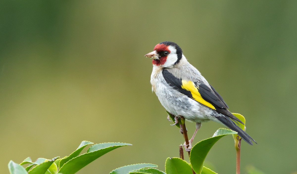 European Goldfinch - ML649380298