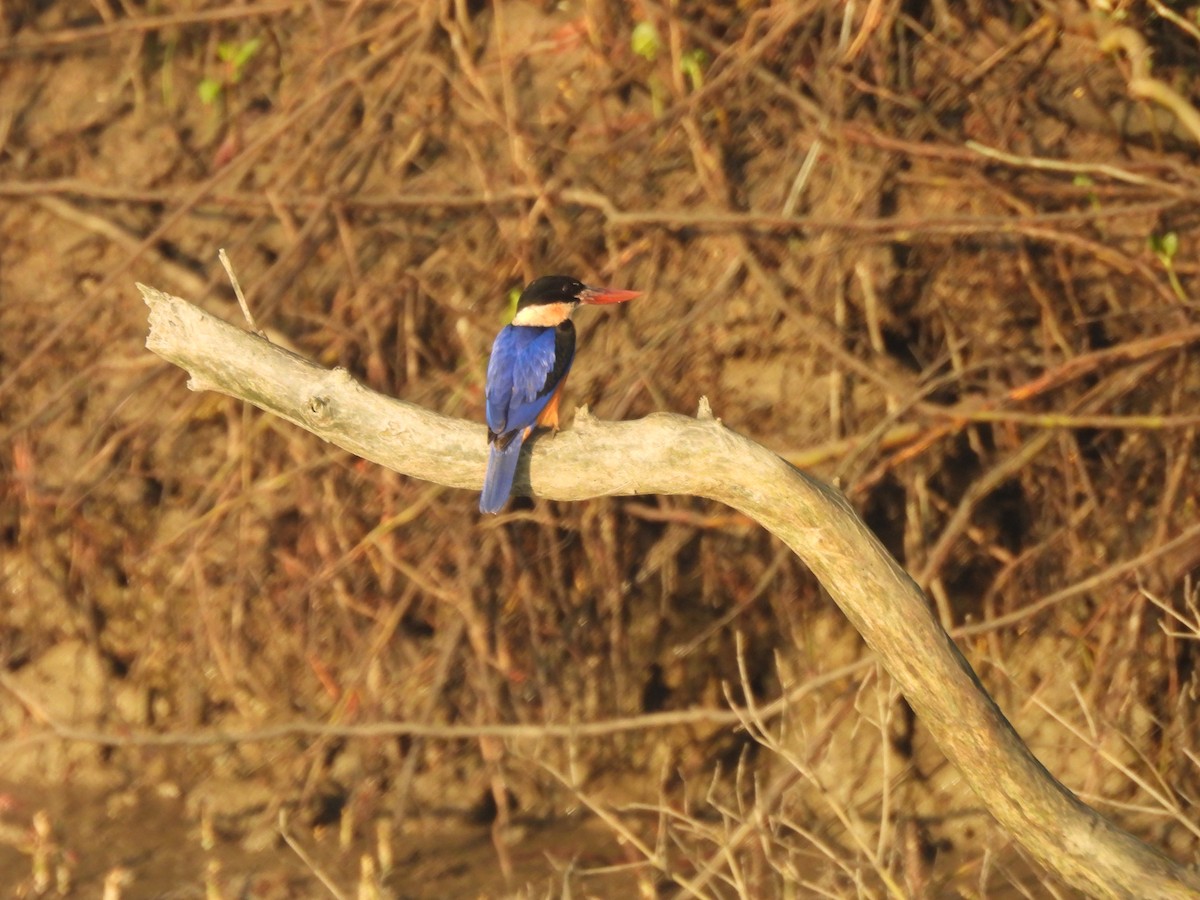 Martin-chasseur à coiffe noire - ML649380510