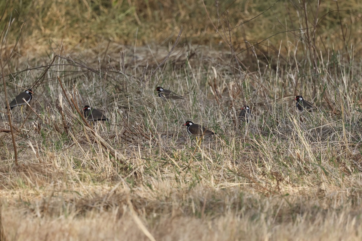 Vanneau indien - ML649380513