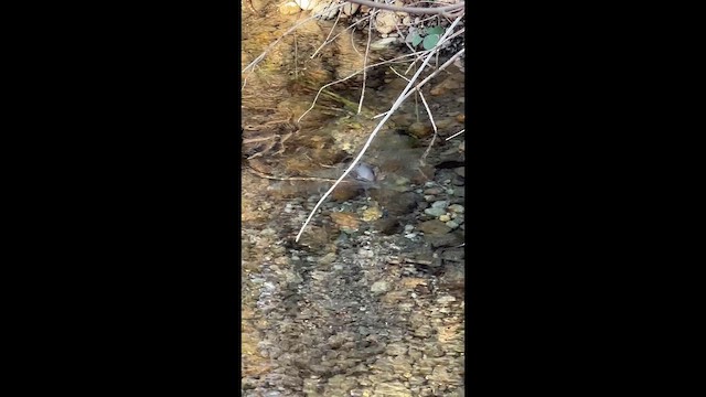 Cincle d'Amérique - ML649380525