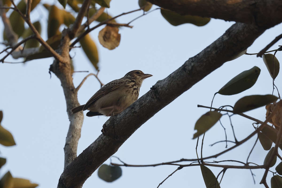 Alouette d'Indochine - ML649380528