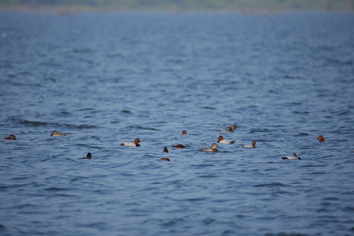 Fuligule milouin - ML649380539