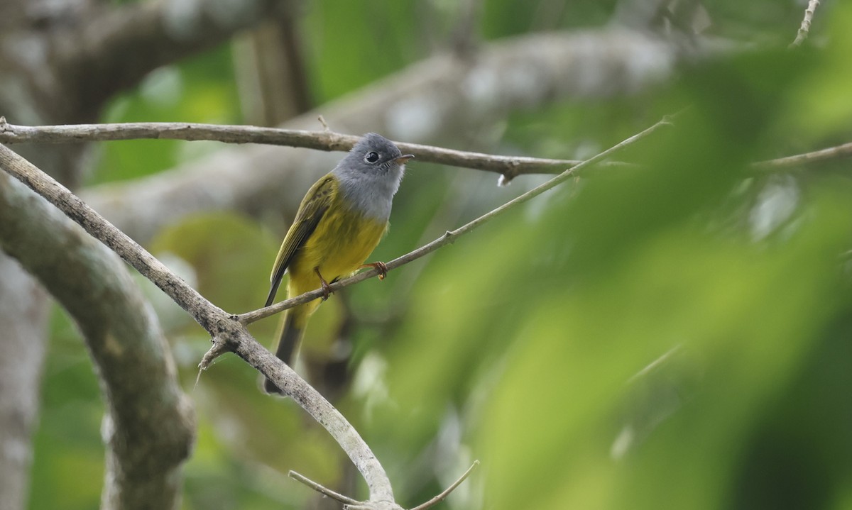 Gray-headed Canary-Flycatcher - ML649380607
