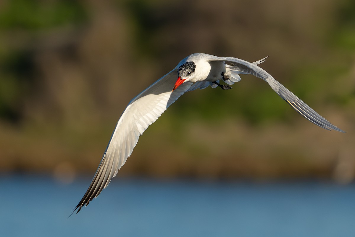 Caspian Tern - ML649380617