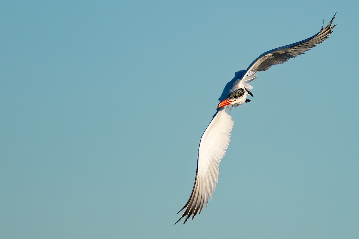 Caspian Tern - ML649380618