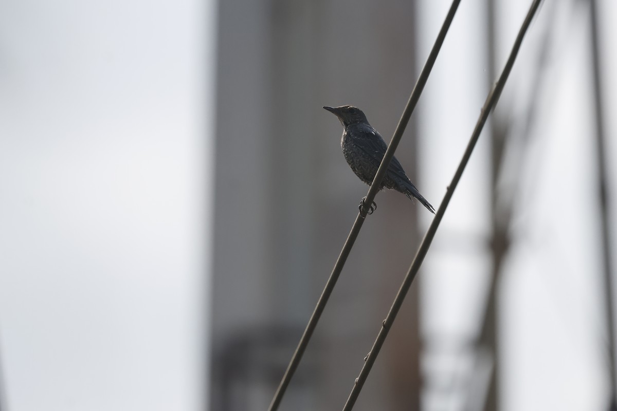 Blue Rock-Thrush - ML649380619