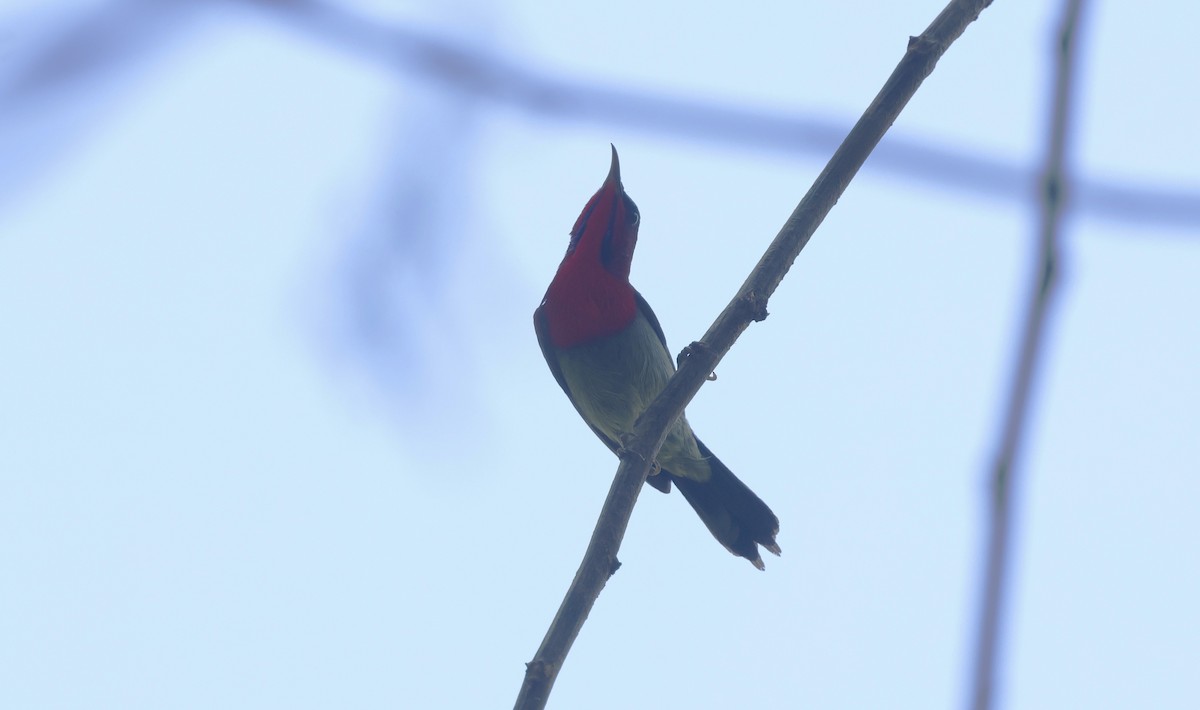 Crimson Sunbird - ML649380628
