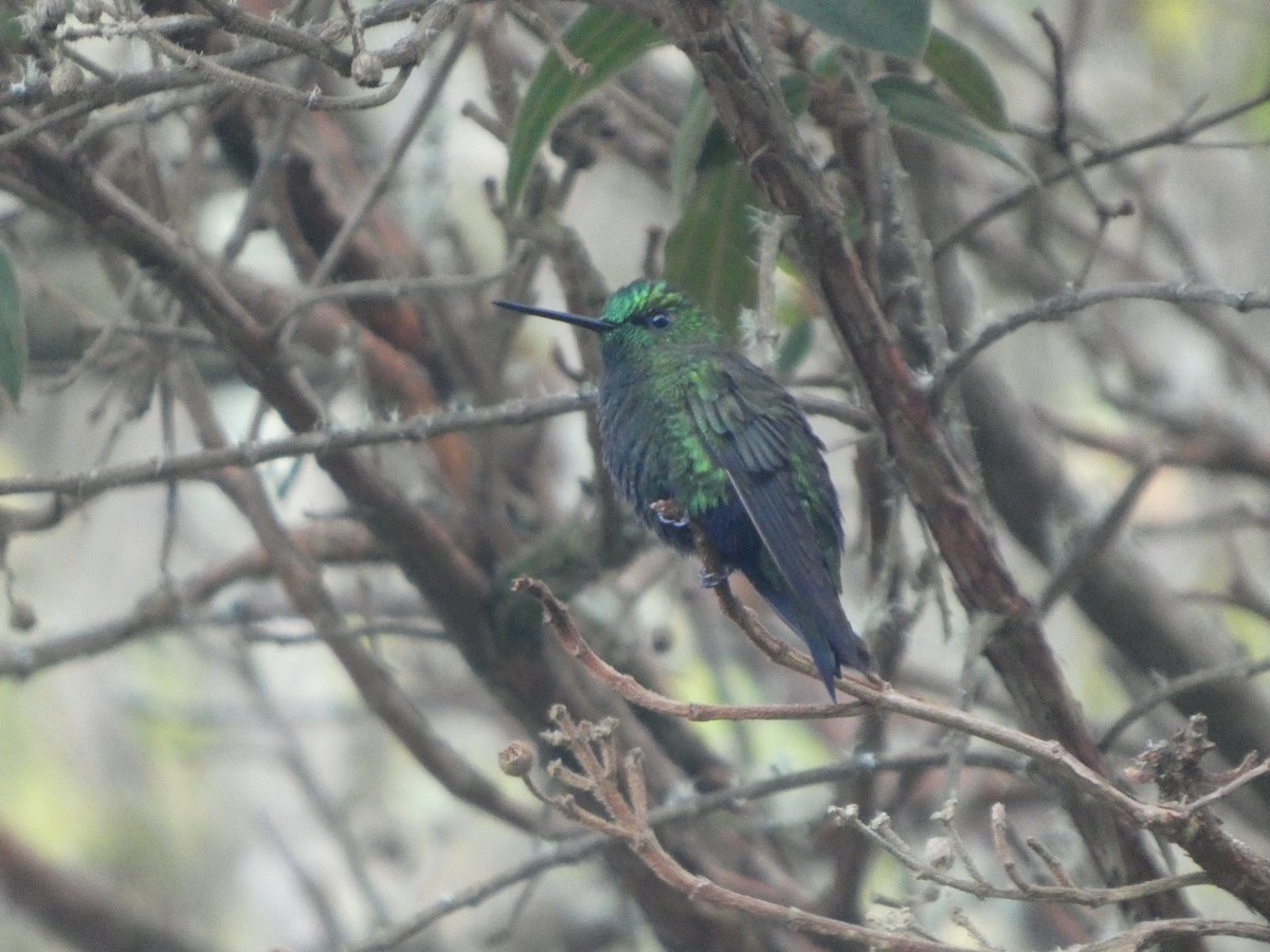 Black-thighed Puffleg - ML649380681