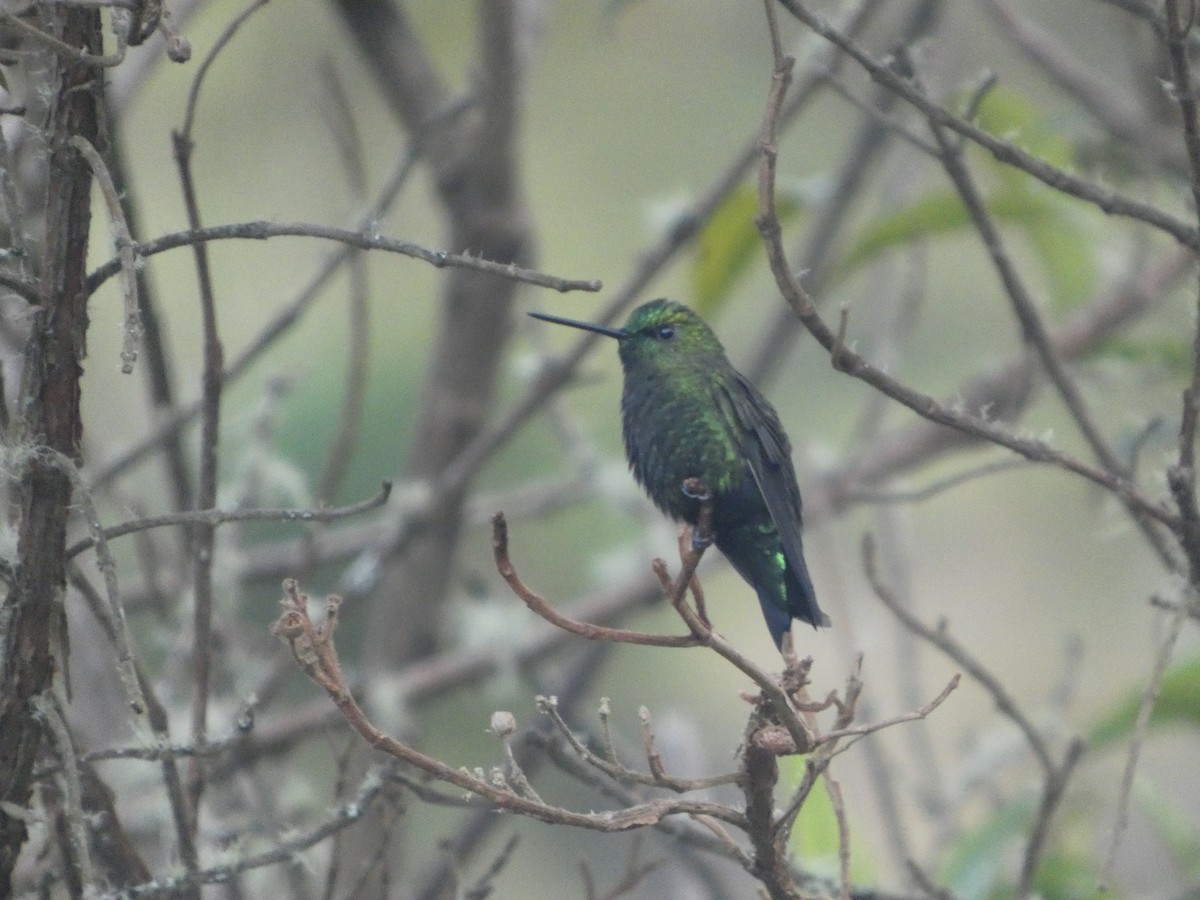 Black-thighed Puffleg - ML649380682