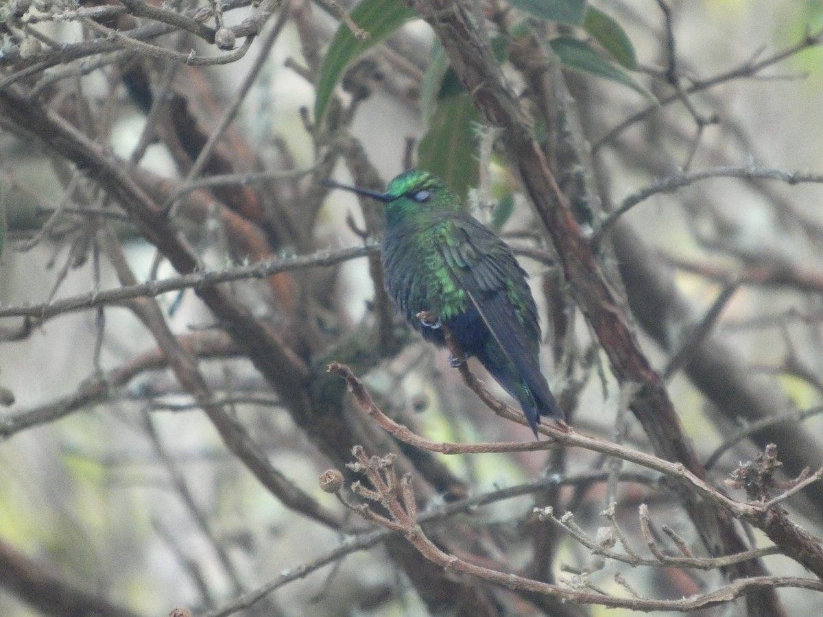 Black-thighed Puffleg - ML649380684