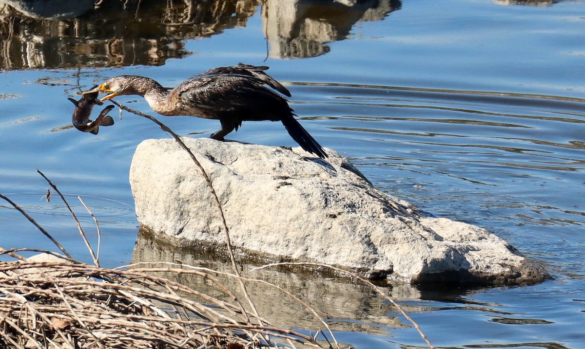 Cormoran à aigrettes - ML649380738