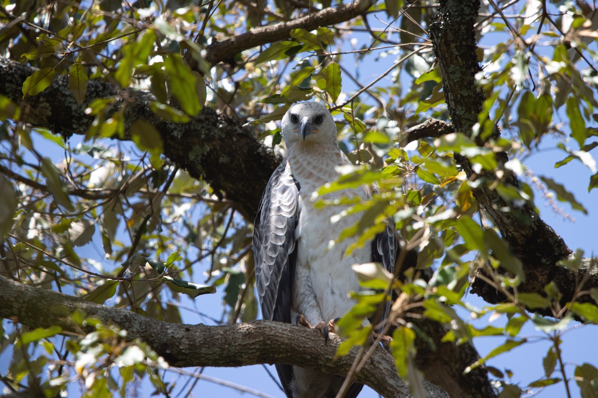 カンムリクマタカ - ML649380925
