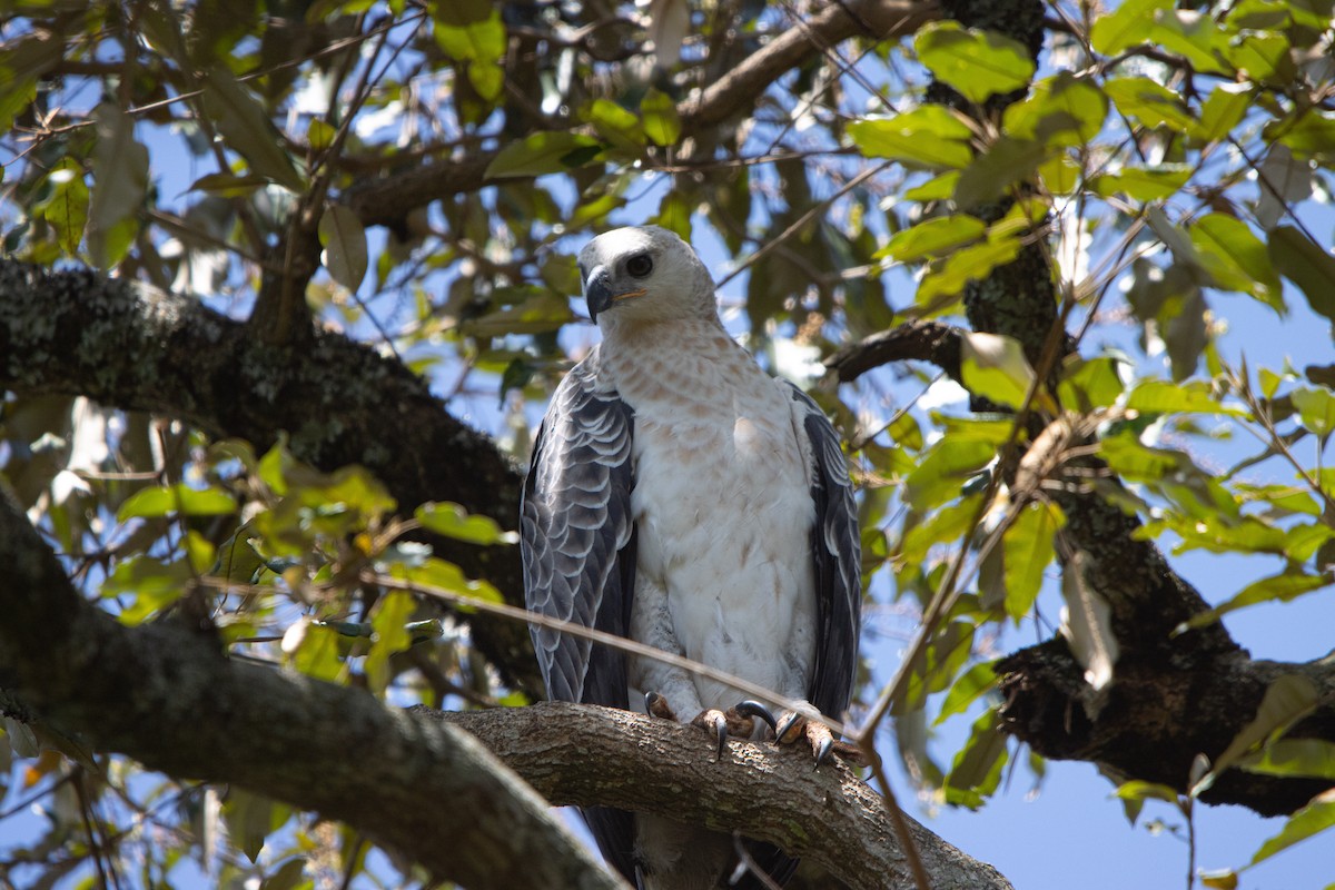 カンムリクマタカ - ML649380926