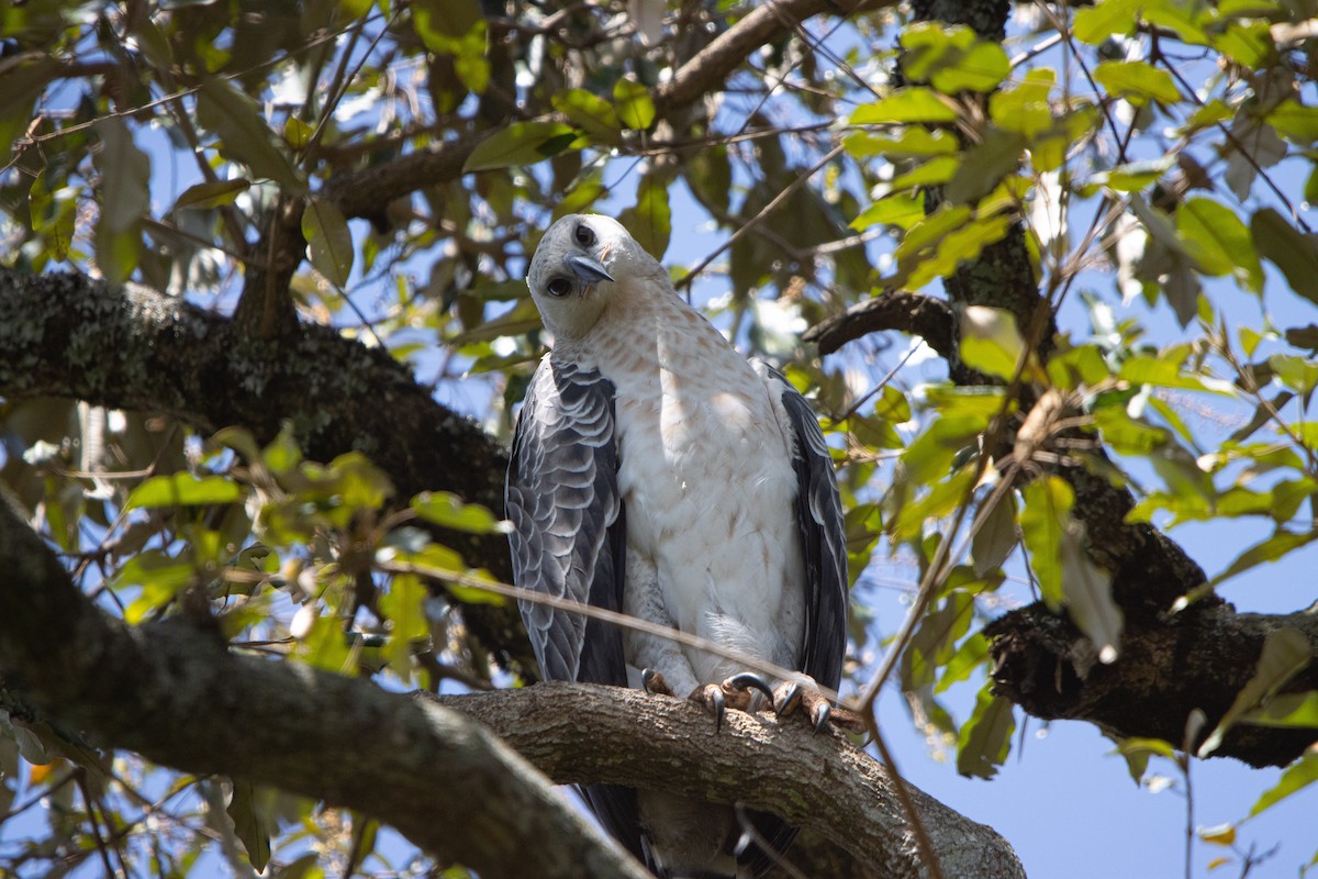 カンムリクマタカ - ML649380927