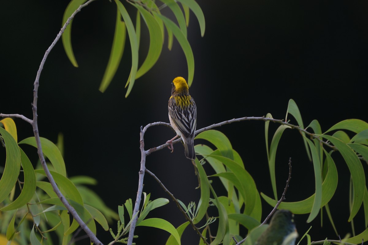 Tisserin baya - ML649380938