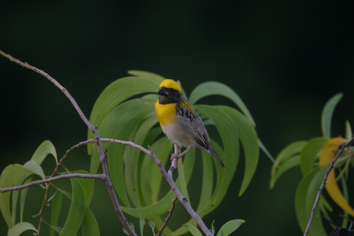 Tisserin baya - ML649380939