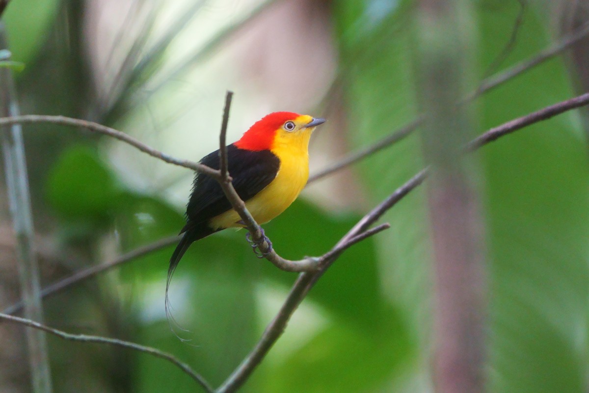 Wire-tailed Manakin - ML649380999