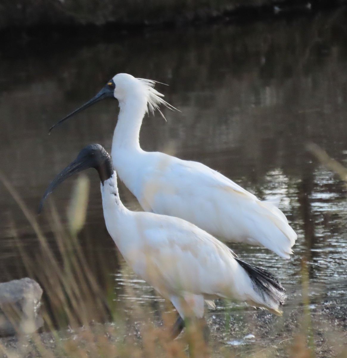 Royal Spoonbill - ML649381009