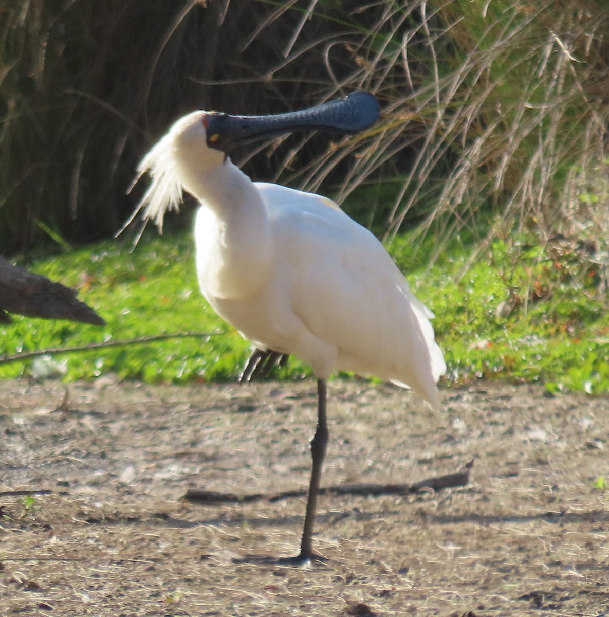 Royal Spoonbill - ML649381010