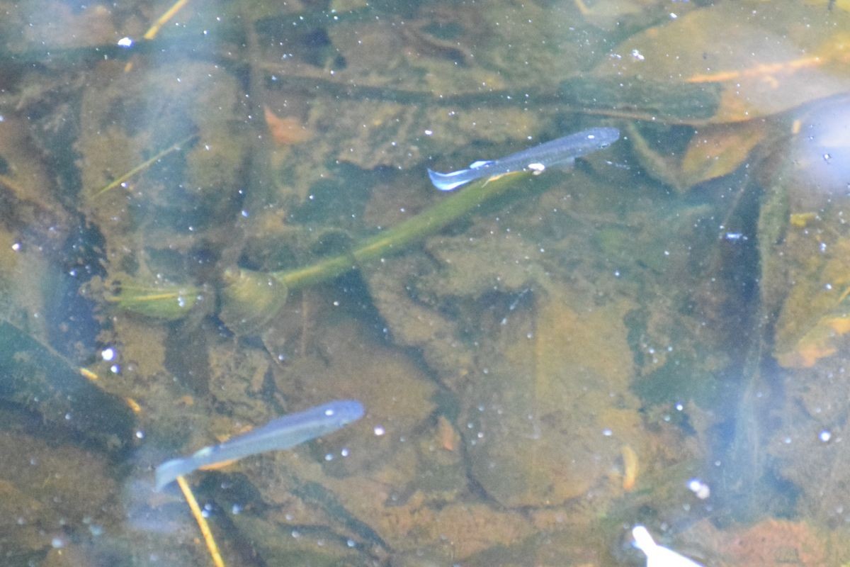 Whitespot - ML649381023