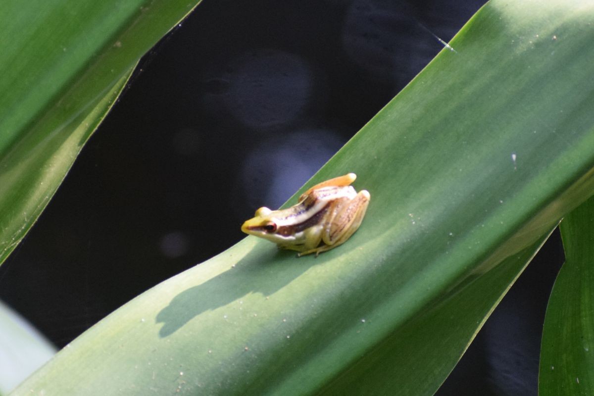 Green Paddy Frog - ML649381024