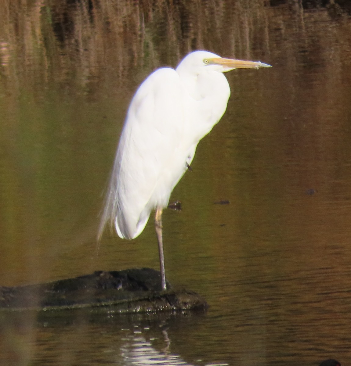 Great Egret - ML649381025