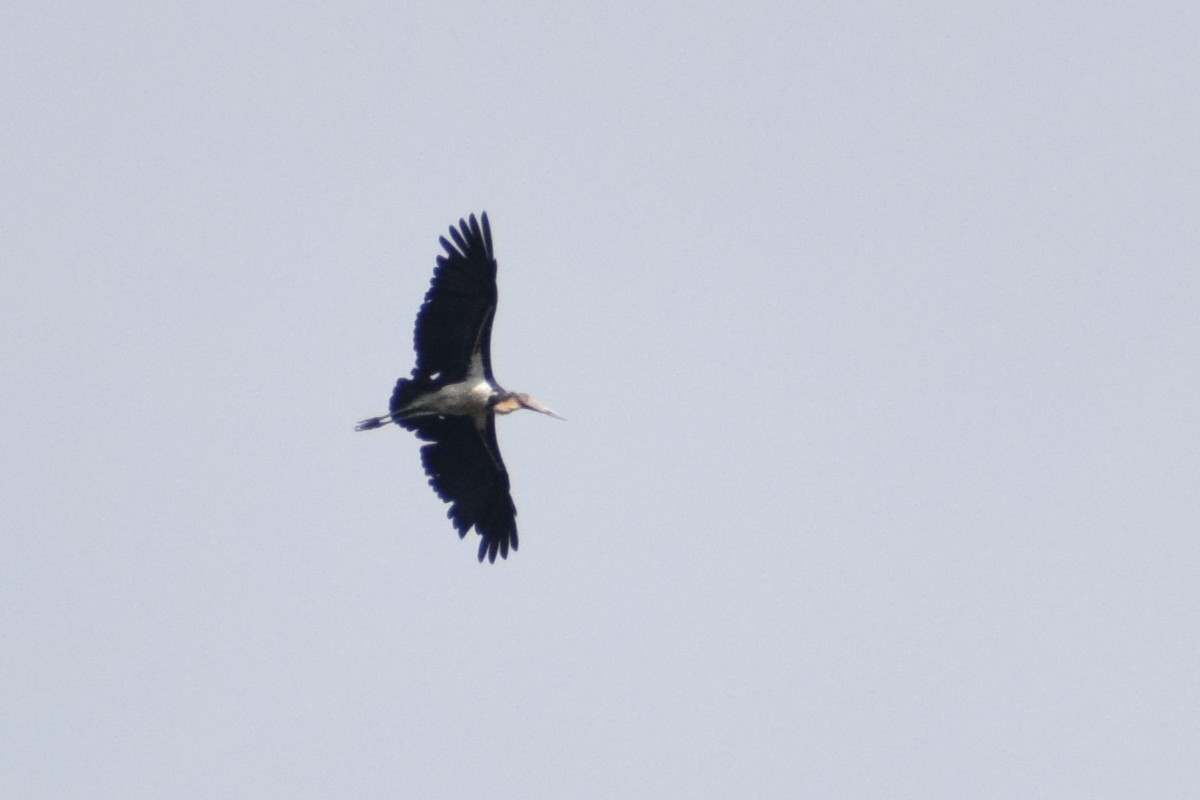 Marabout chevelu - ML649381026