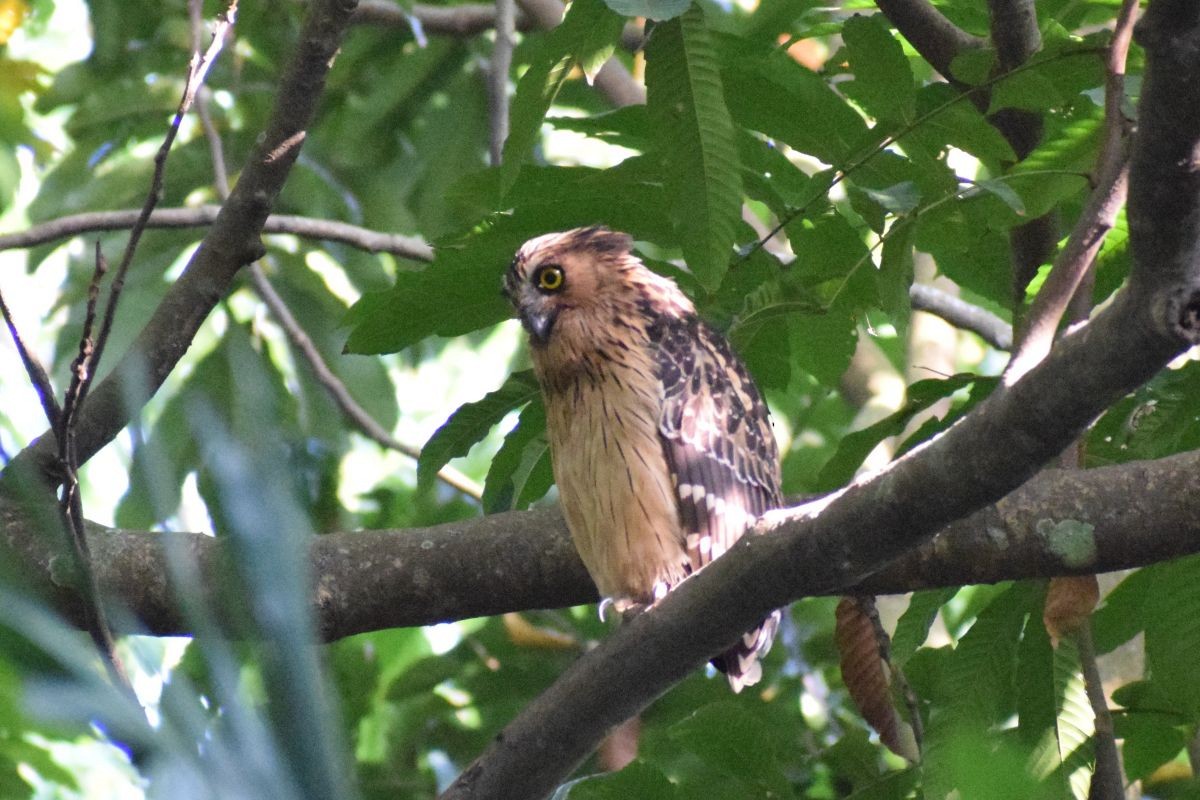 Grand-duc malais - ML649381034