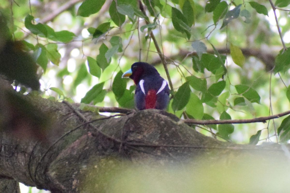 Eurylaime rouge et noir - ML649381037