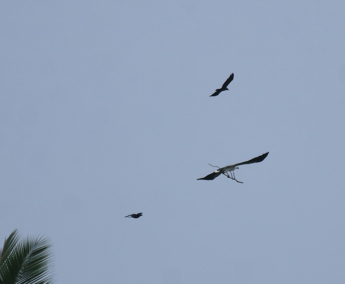 White-bellied Sea-Eagle - ML649381061