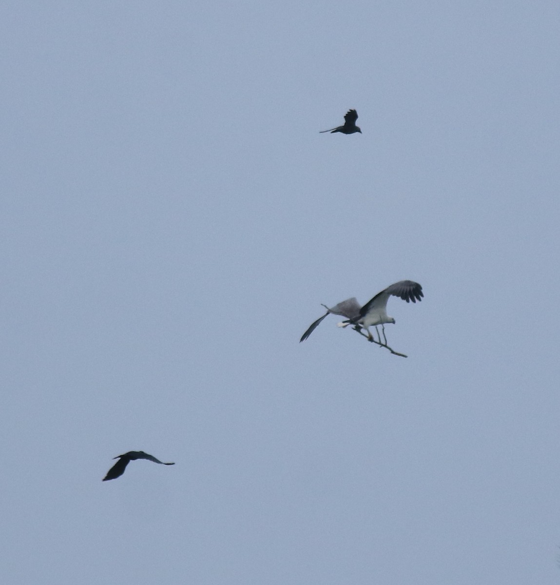 White-bellied Sea-Eagle - ML649381063