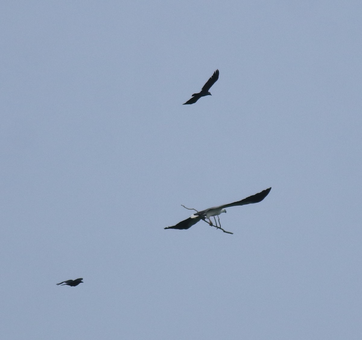 White-bellied Sea-Eagle - ML649381064