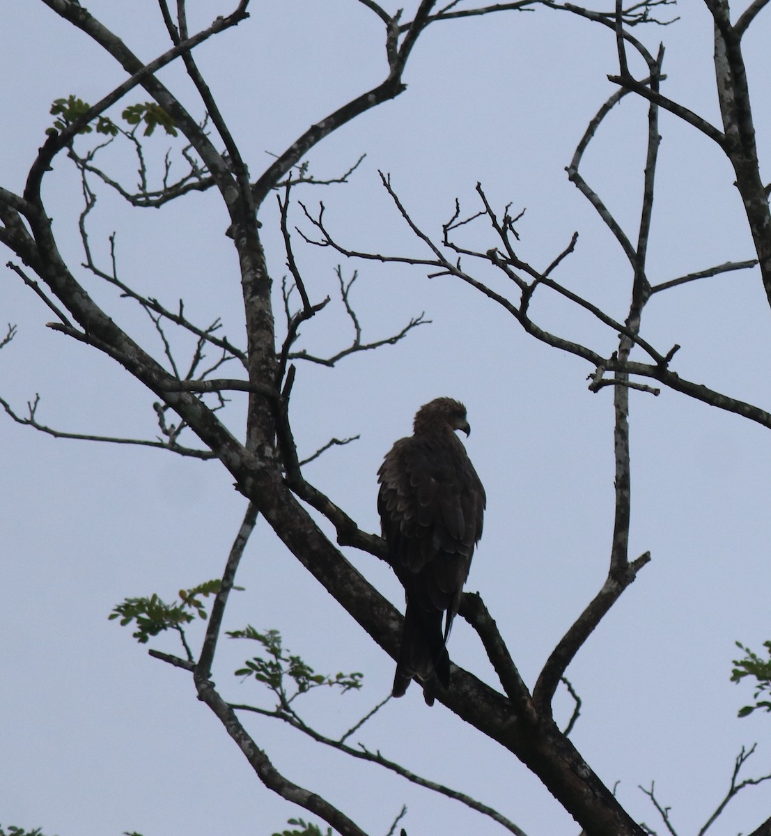 Black Kite - ML649381077