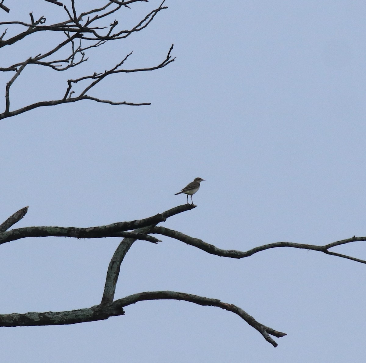 Western Yellow Wagtail - ML649381088