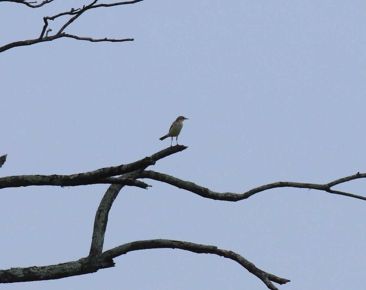 Western Yellow Wagtail - ML649381089