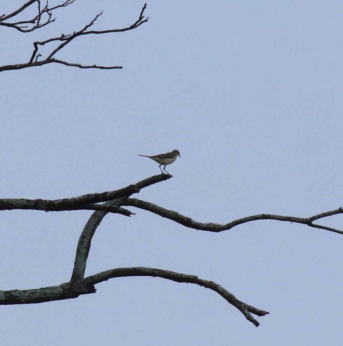 Western Yellow Wagtail - ML649381090
