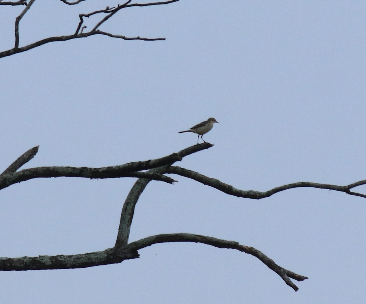 Western Yellow Wagtail - ML649381091