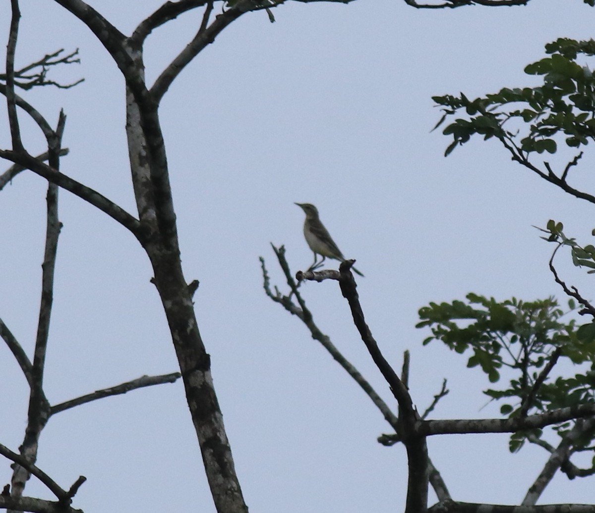 Western Yellow Wagtail - ML649381093