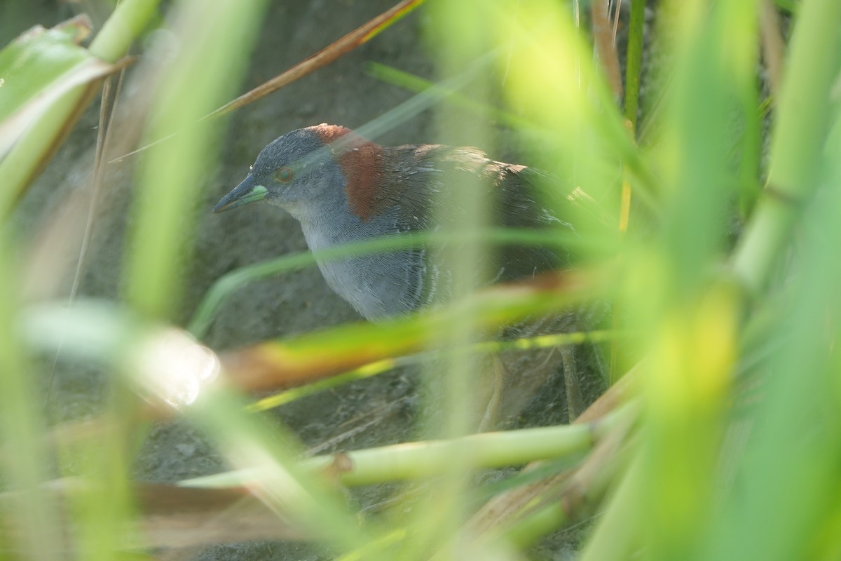 Gray-breasted Crake - ML649381117
