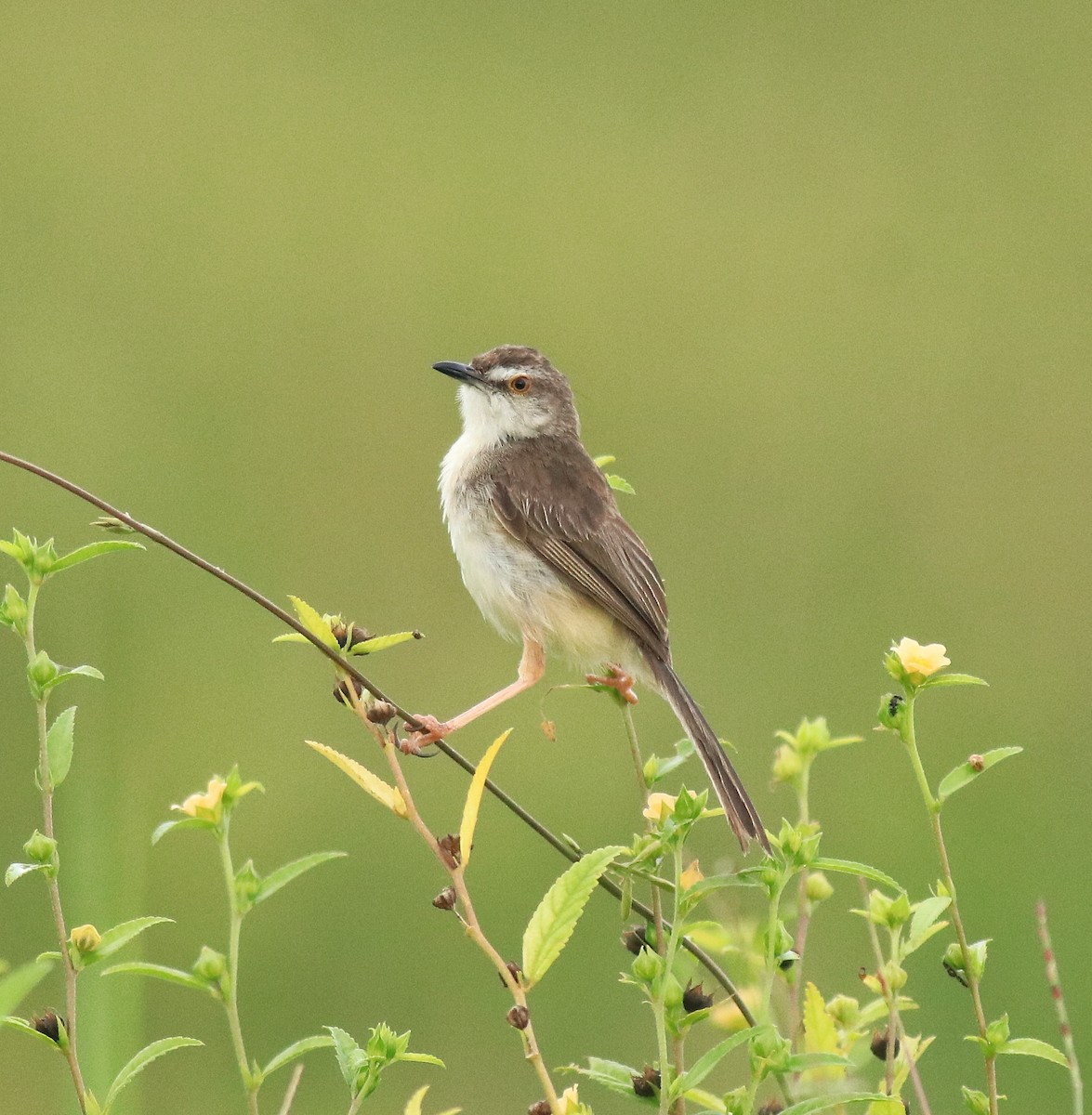 Plain Prinia - ML649381315